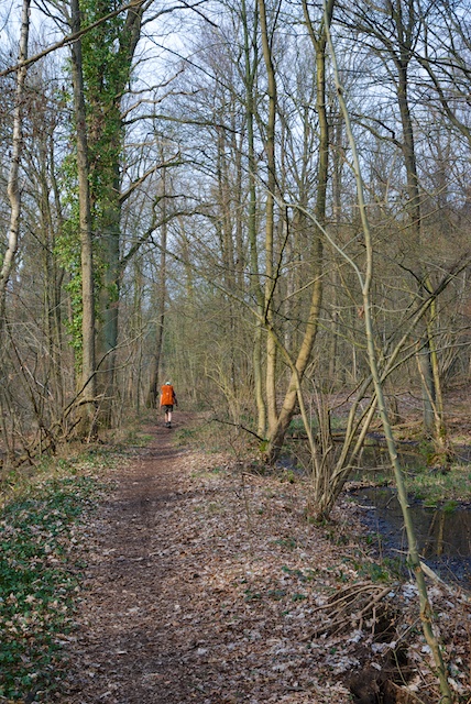 25. Bos