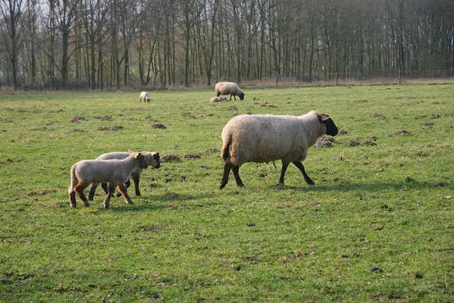 85. Voorjaar