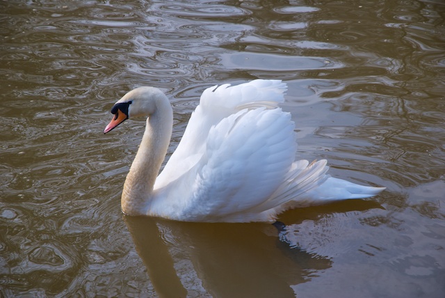 88. Zwaan