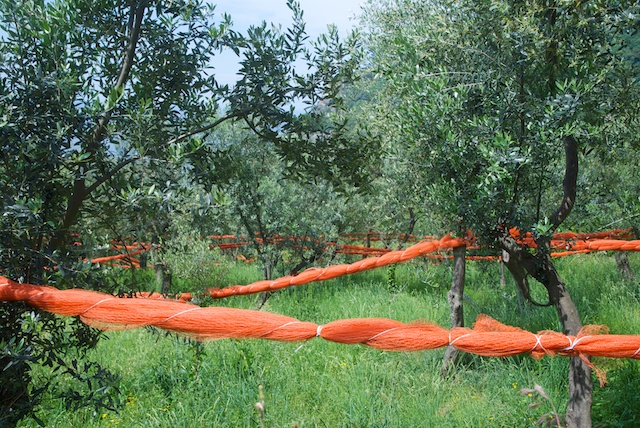 237. Olijfgaard