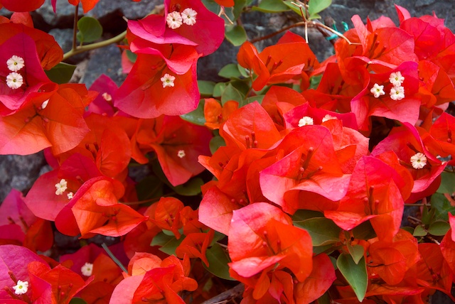 40. Bougainville