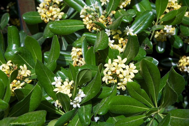 48. Pittosporum