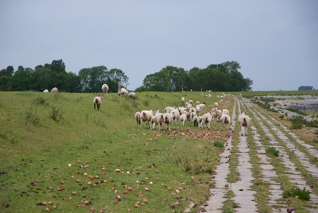 61. Schapen