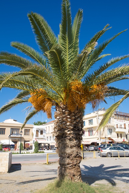 196. Palm*