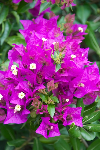527. Bougainville*