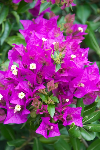 527. Bougainville*