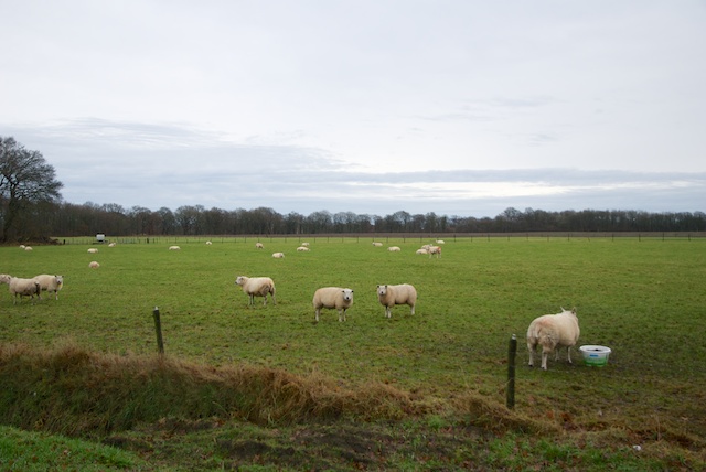 14. Schapen