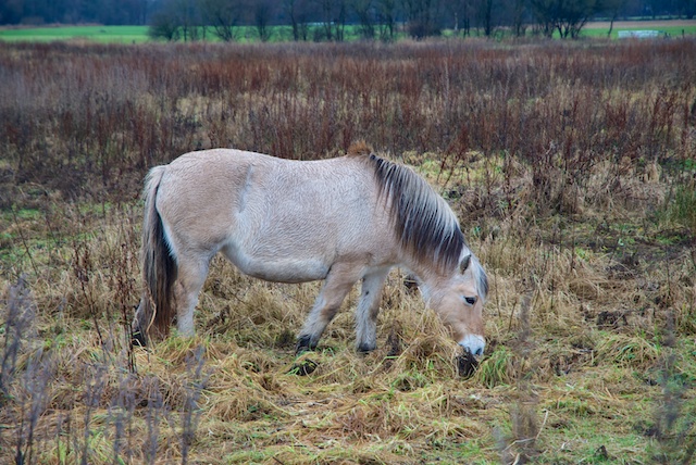 17. Paard