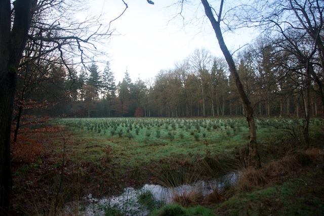 31. Kerstbomen