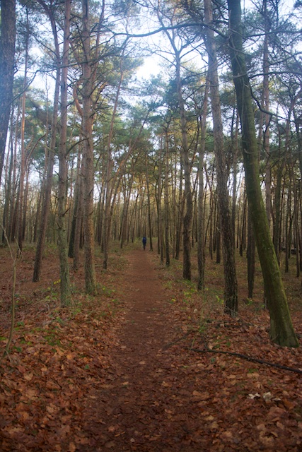 32. Bos