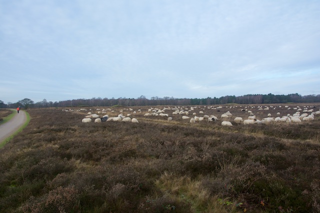 35. Schapen