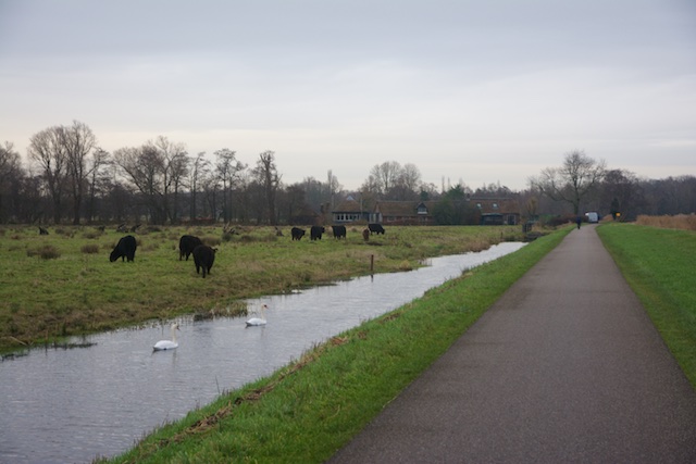 48. Koeien