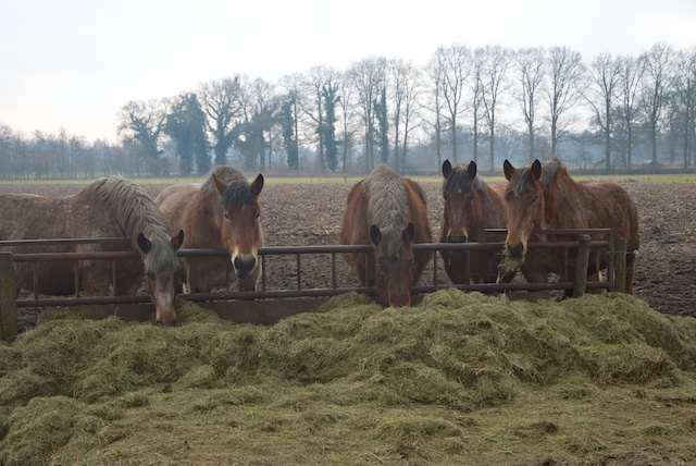 07. Paarden