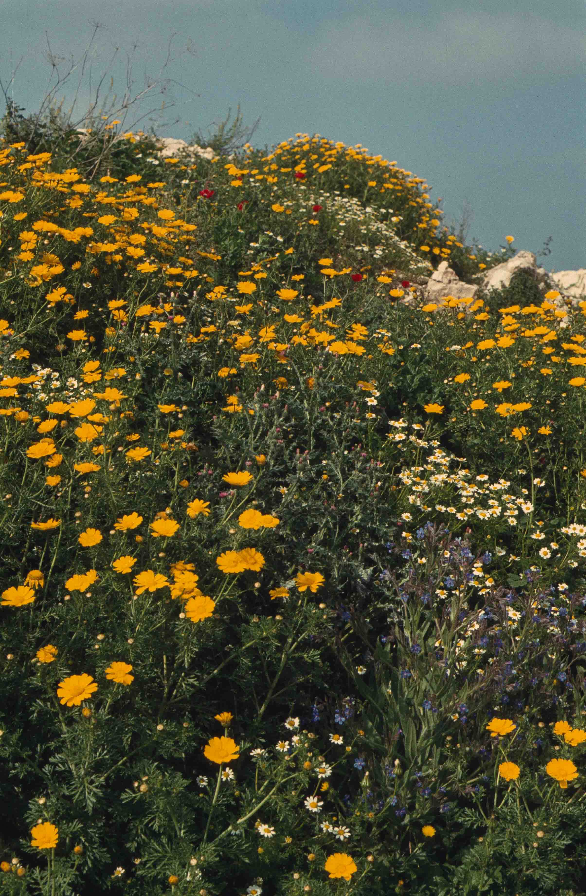 15. Libanon