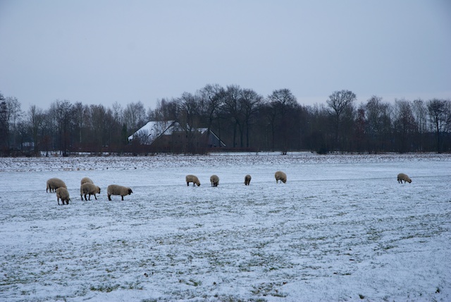 45. Schapen