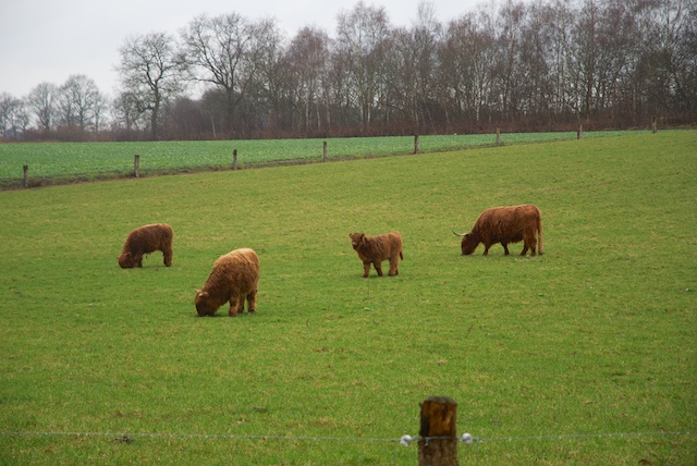 12. Schotse Hooglanders