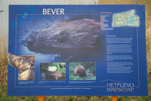 4. Bever