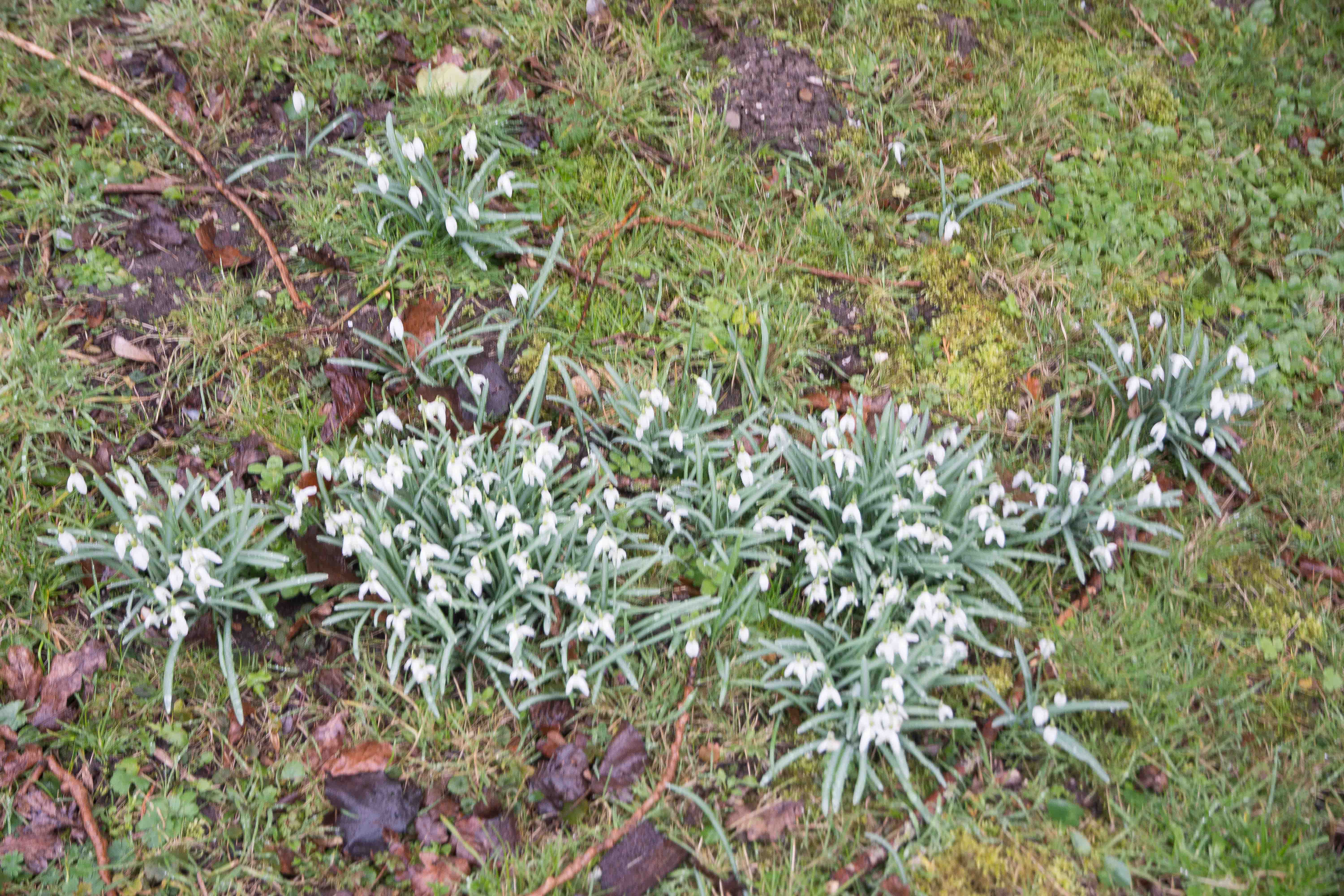 4. Sneeuwklokjes