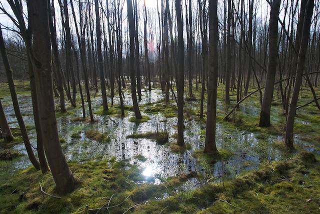 51. Hulkensteinse Bos