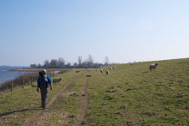 13. Schapen