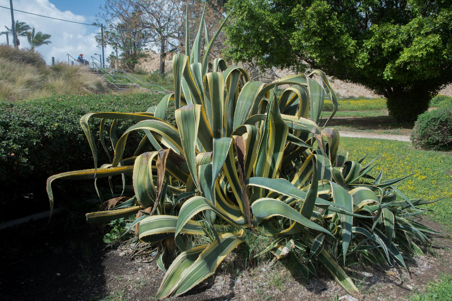 557. Agave