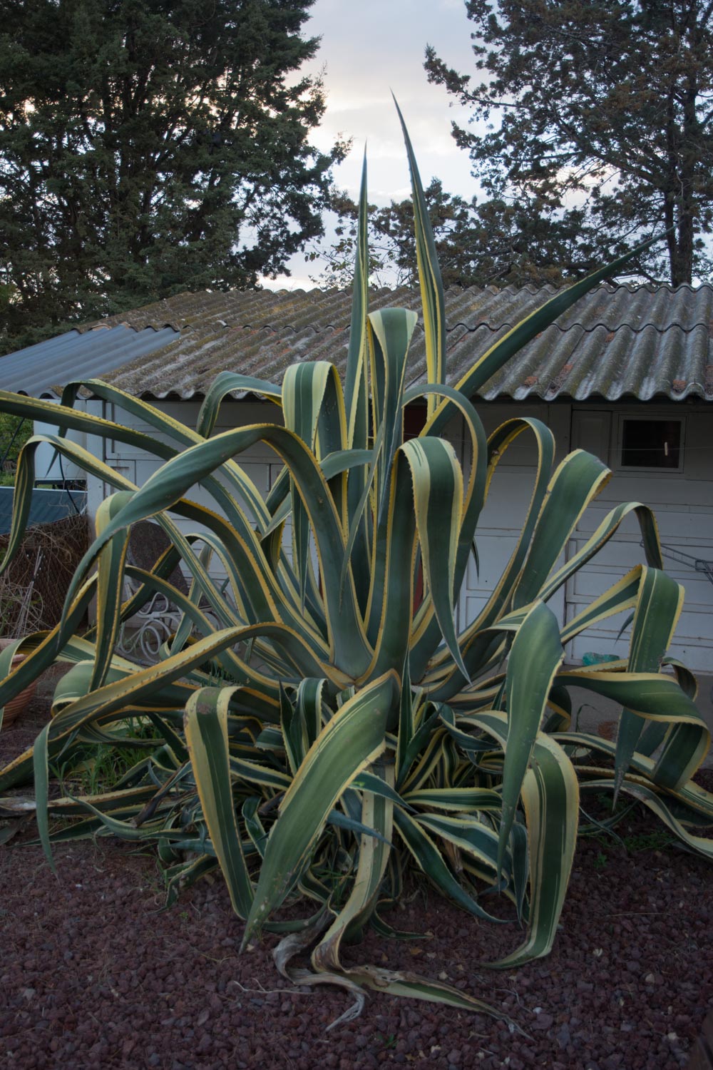 575. Agave