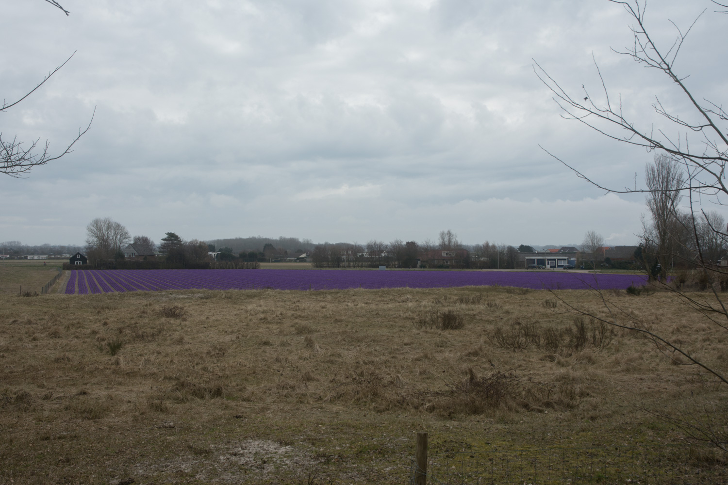 107. Crocus