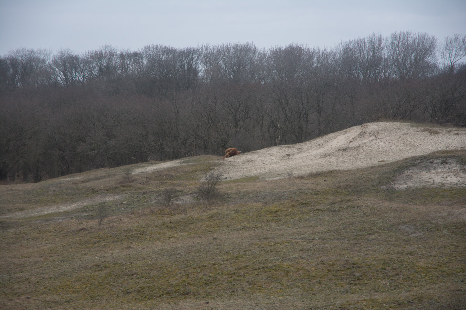 118. Duinen