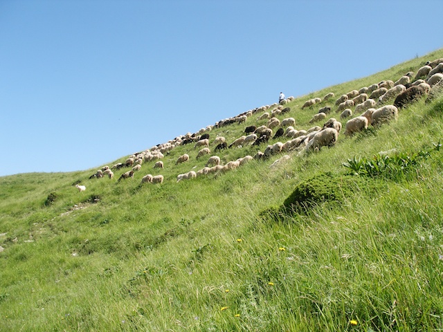 146. Schapen