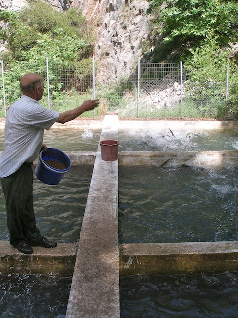 242. Forel