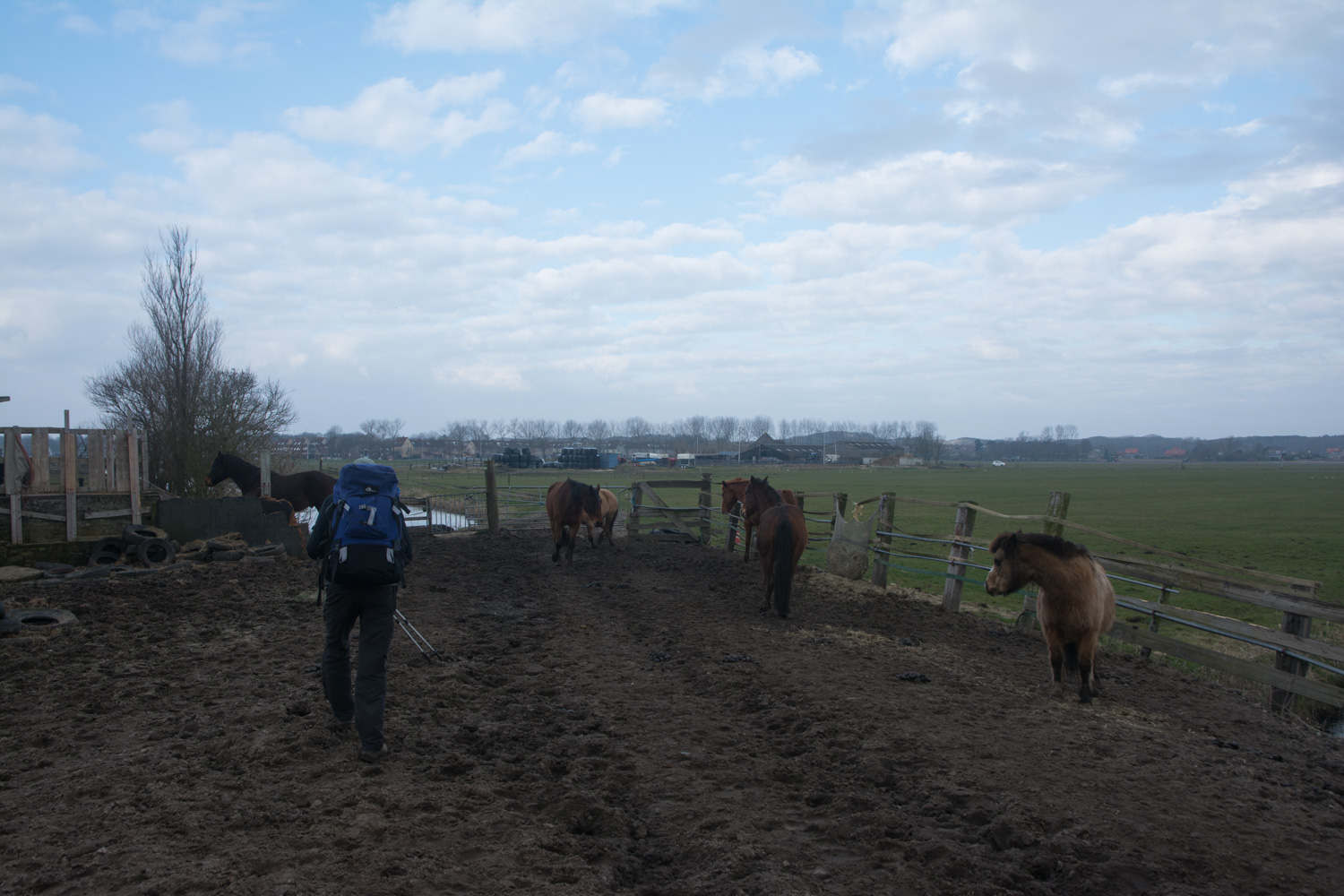 88. Paarden