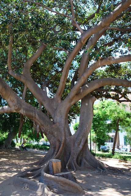 044. Ficus