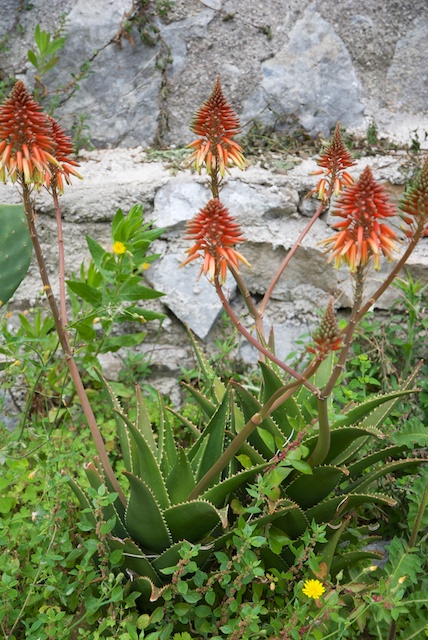167. Aloe Arborescens