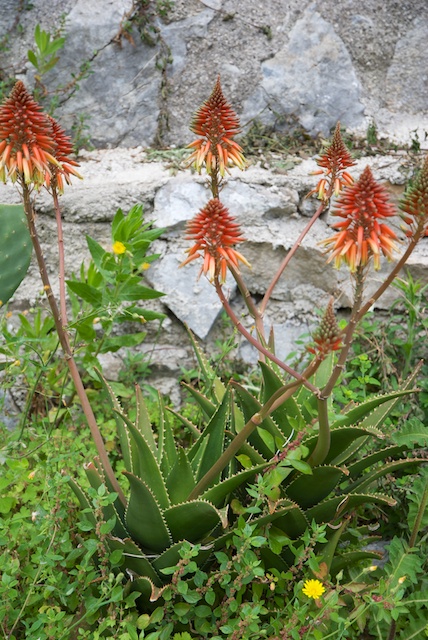 167. Aloe Arborescens