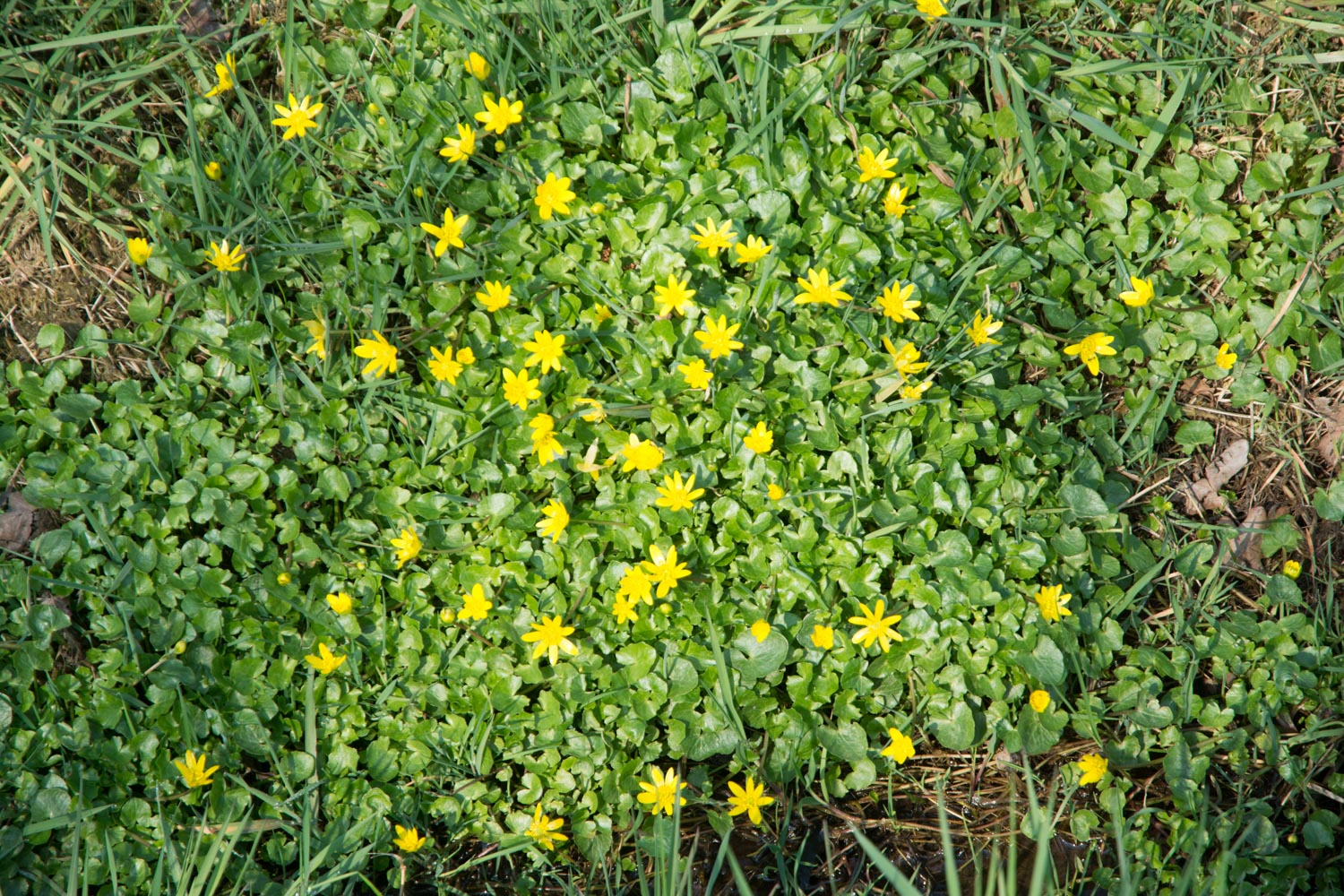 19. Speenkruid