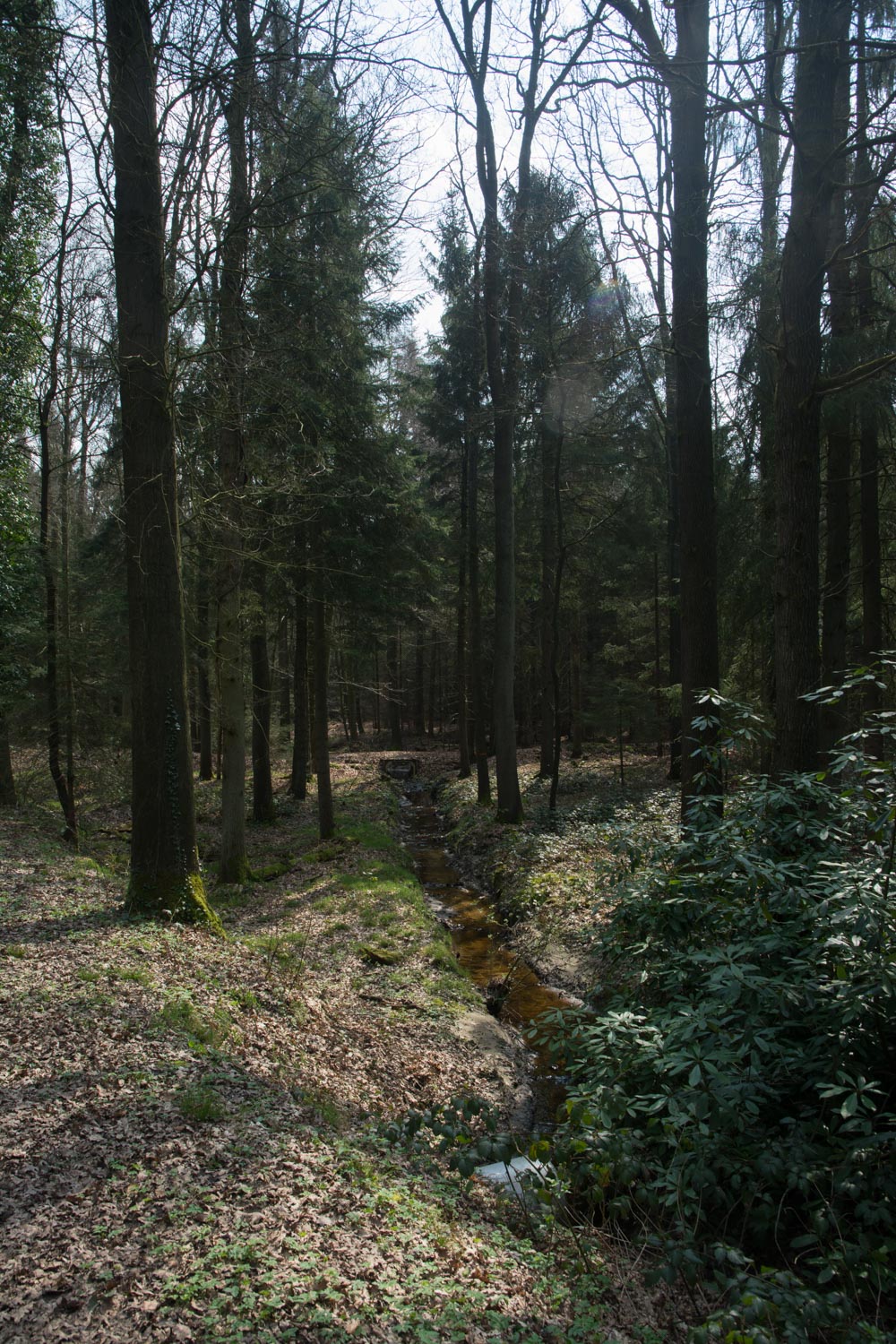31. Beekje