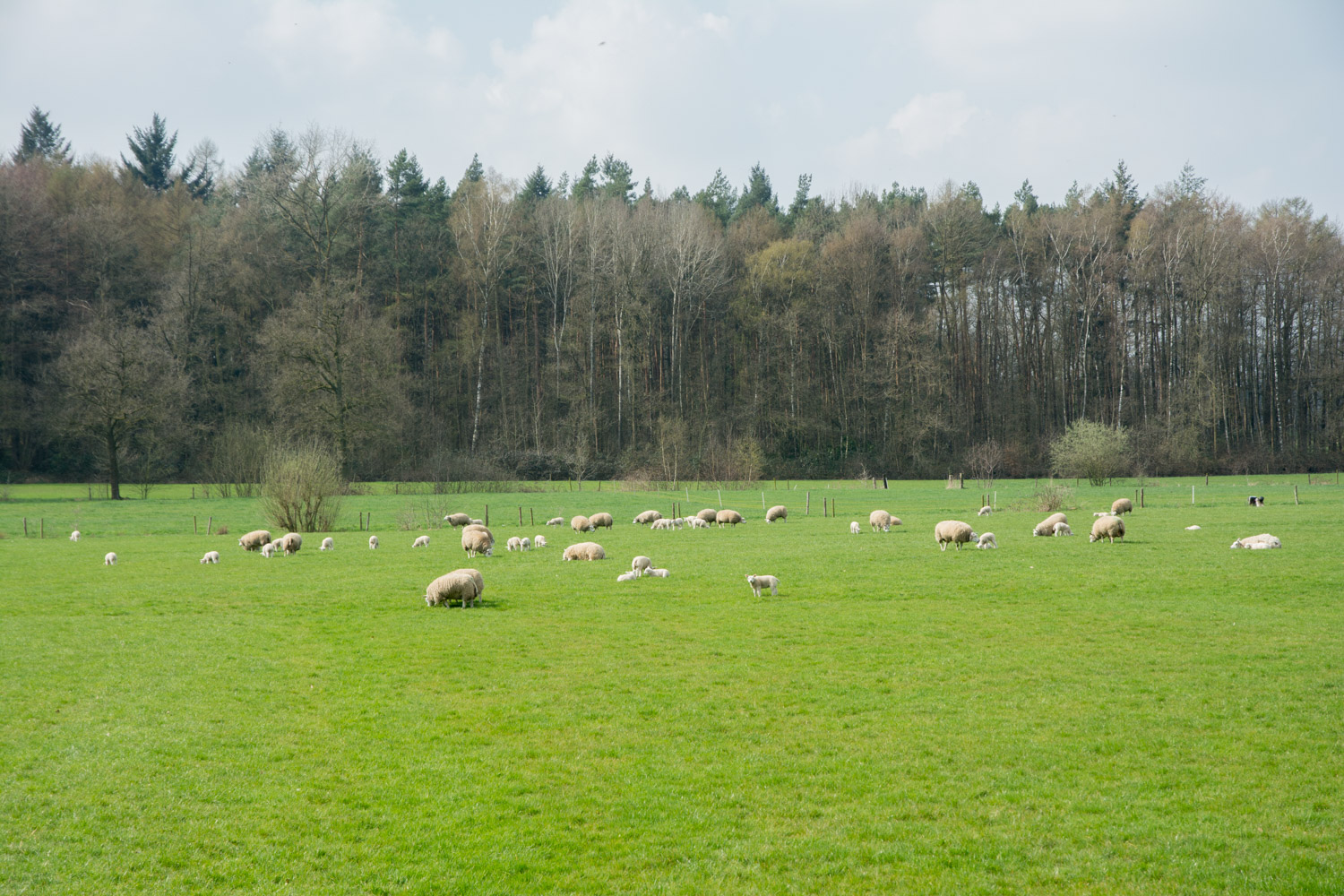 35. Schapen