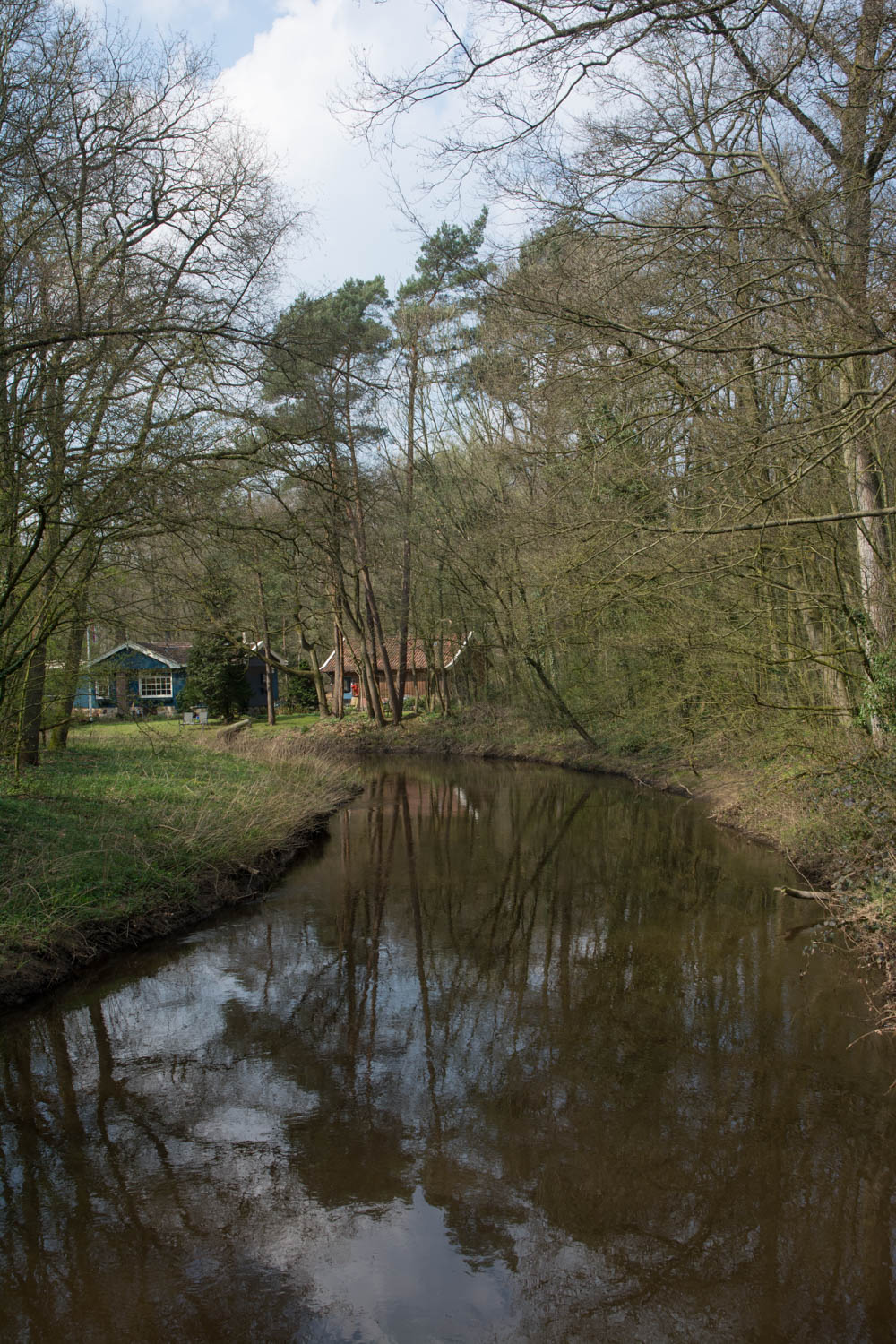 37. Dinkel