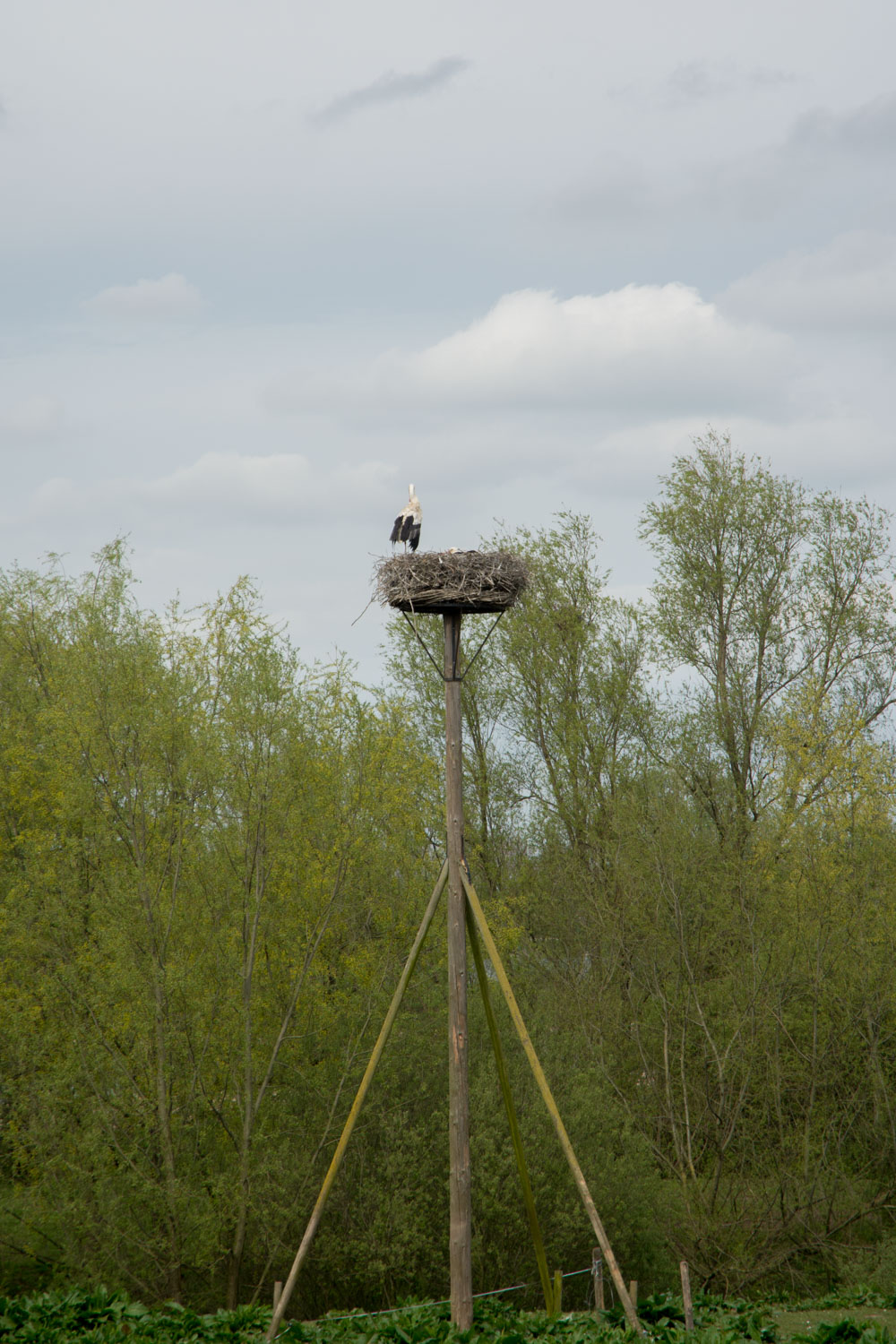 40. Ooievaar