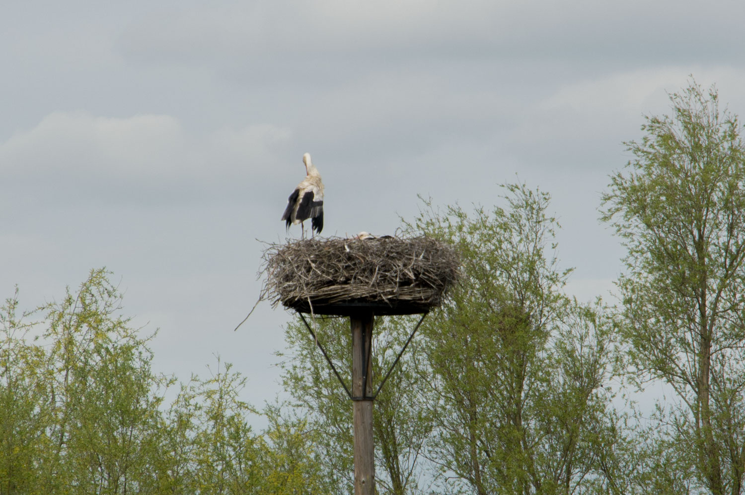 41. Ooievaar