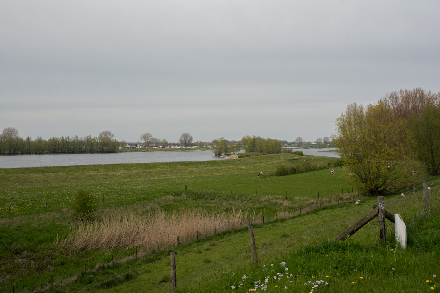 47. Maas