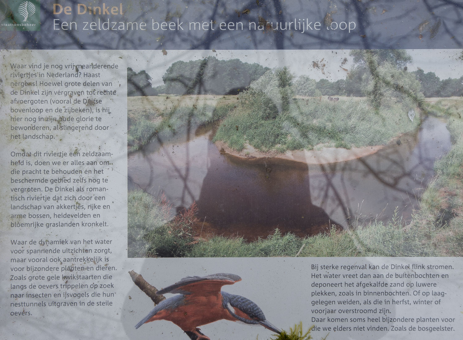 48. Info Dinkel