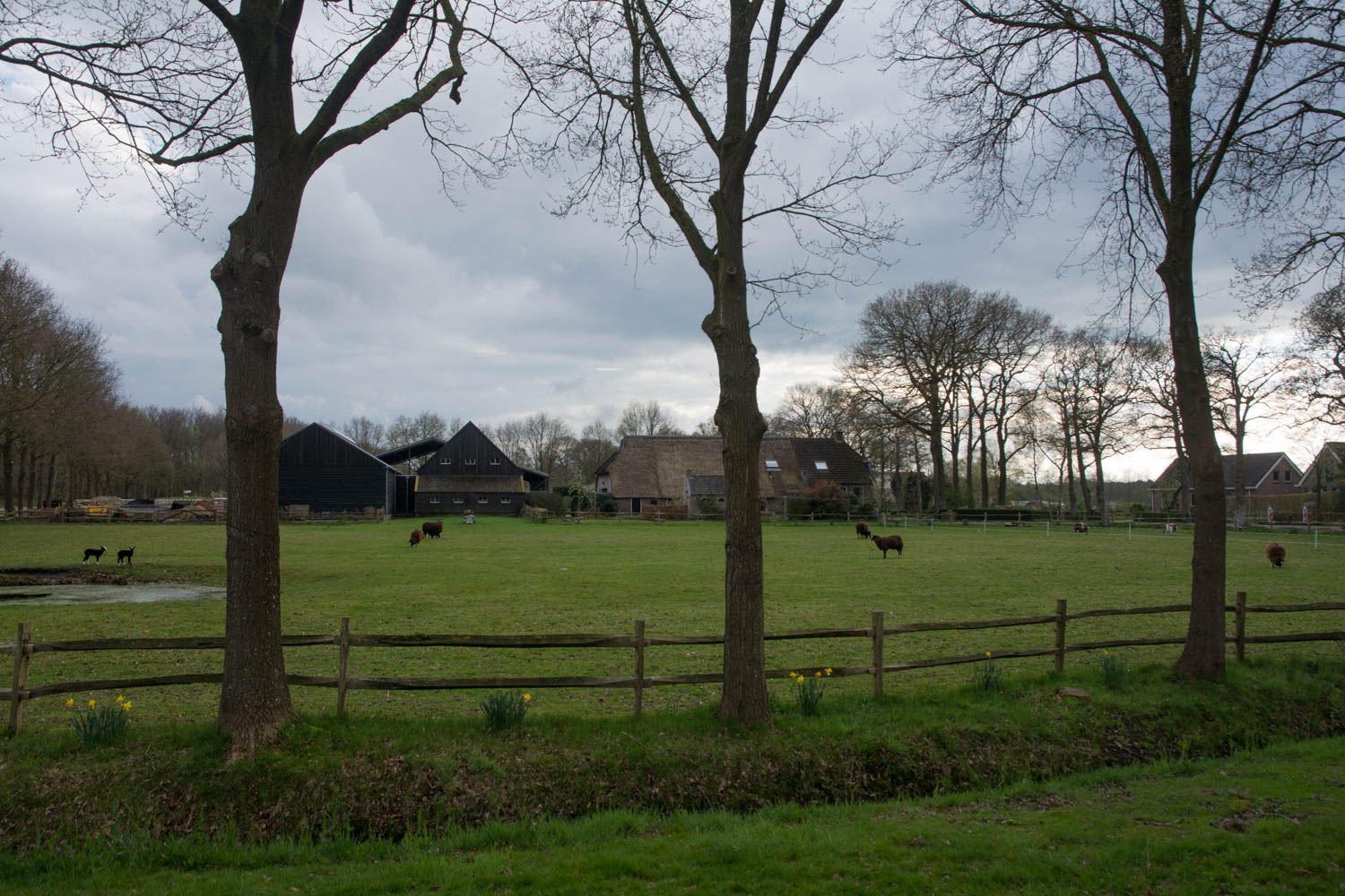 5. Weide