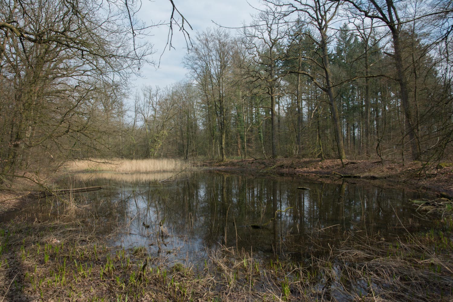 55. Meertje