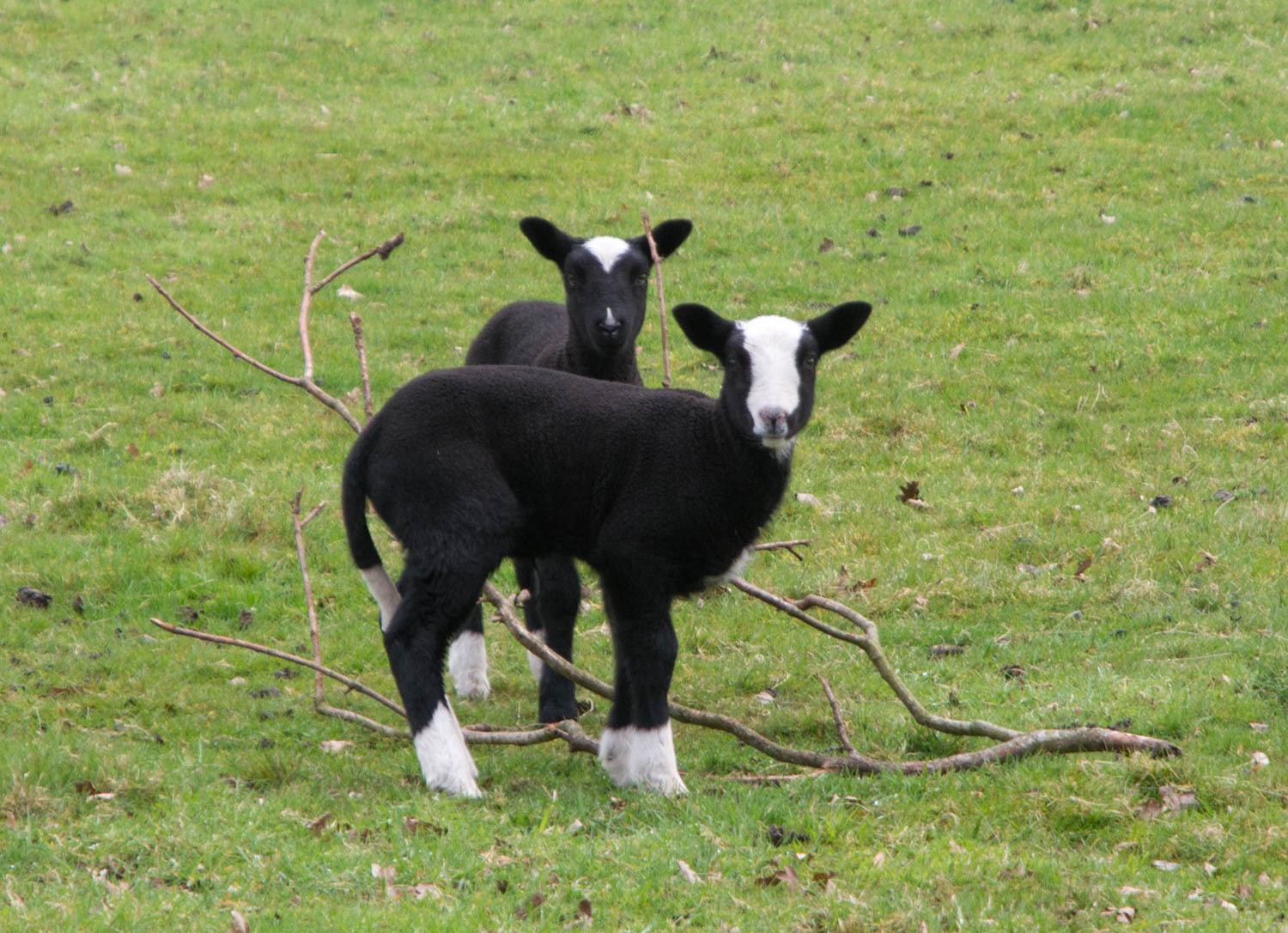 6. Schapen