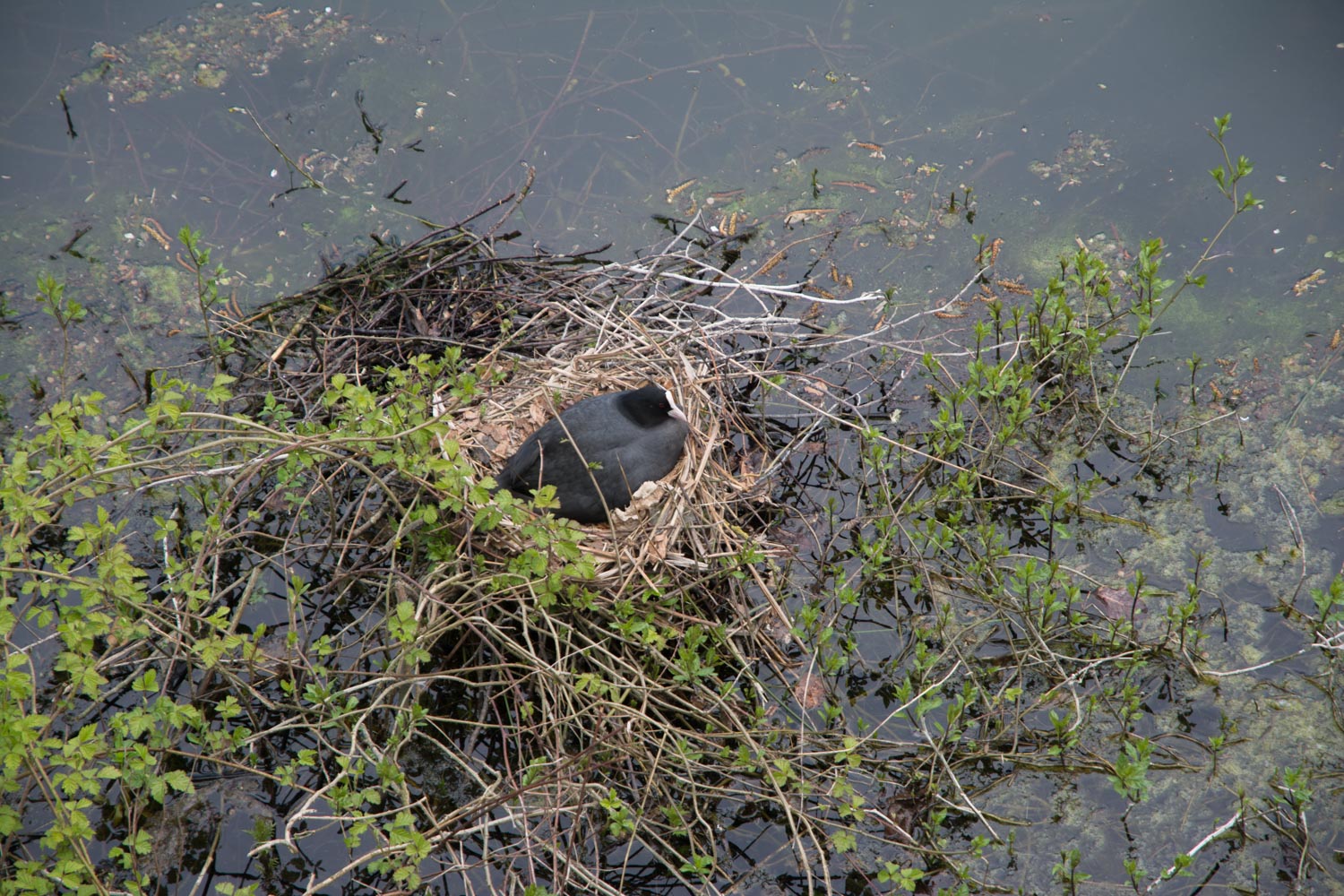 82. Meerkoet