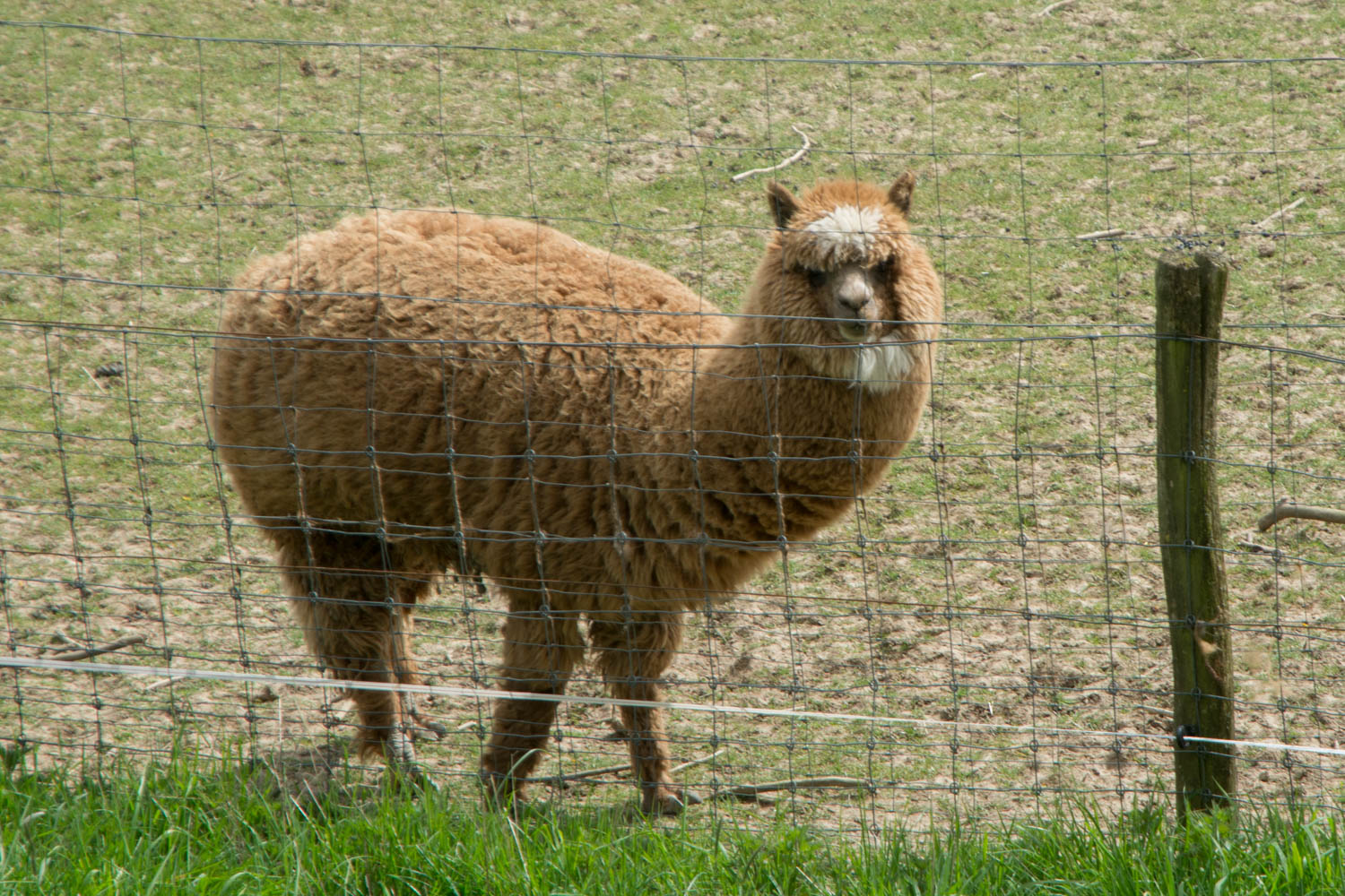 90. Alpaca