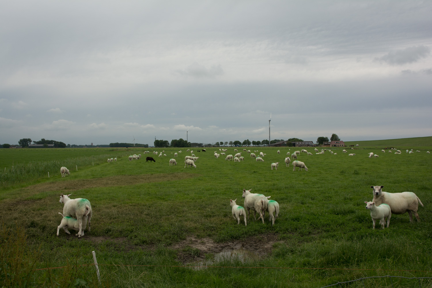 18. Schapen
