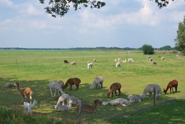 37. Lamas