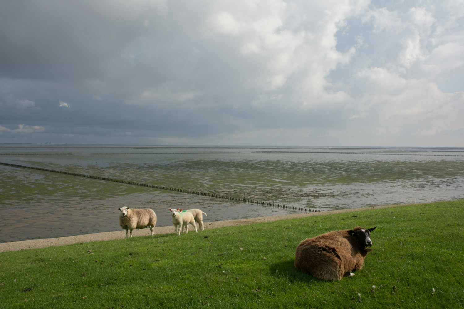 42. Schapen